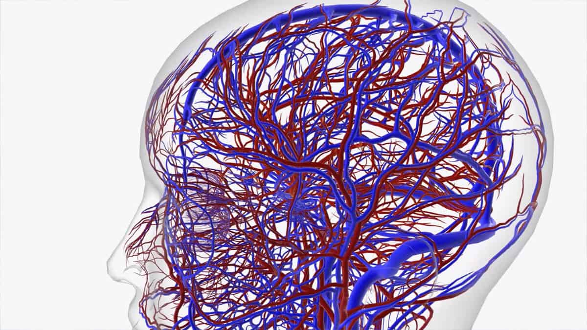 Render of a nervous system of a brain