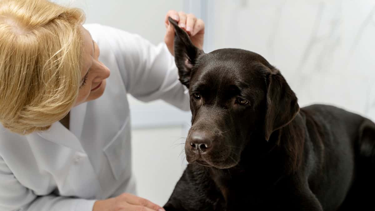 Vet inspecting dog's ear