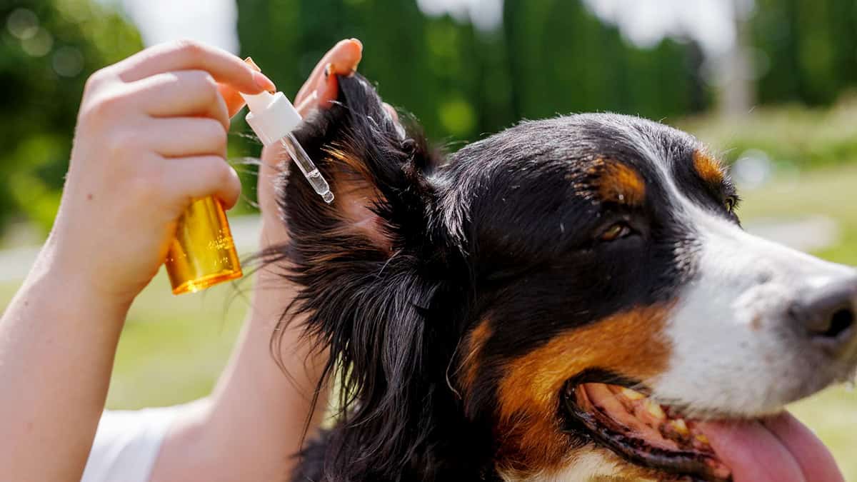 Person administering dog's ear drops