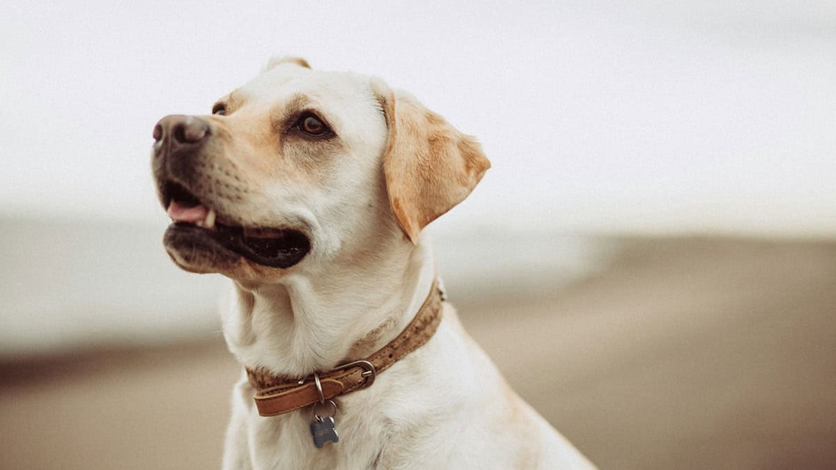 Dog on a beach