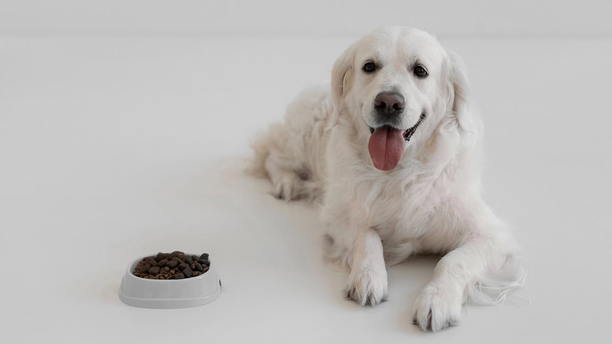 Dog sitting beside food bowl