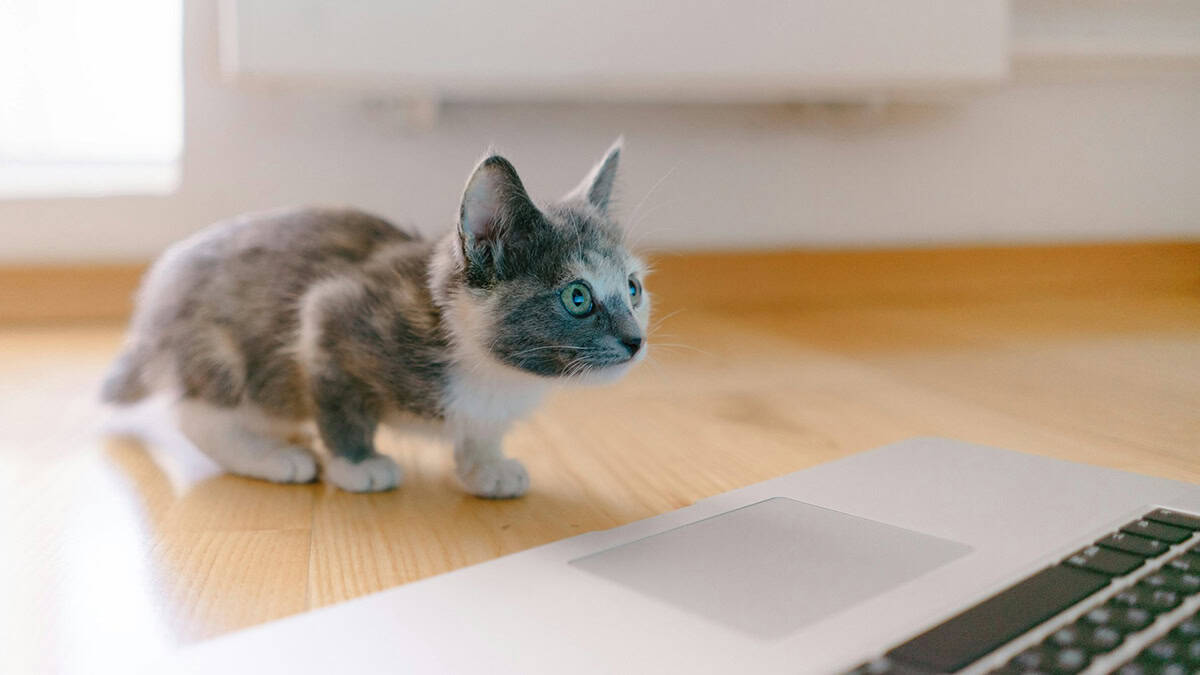 Cat with a laptop