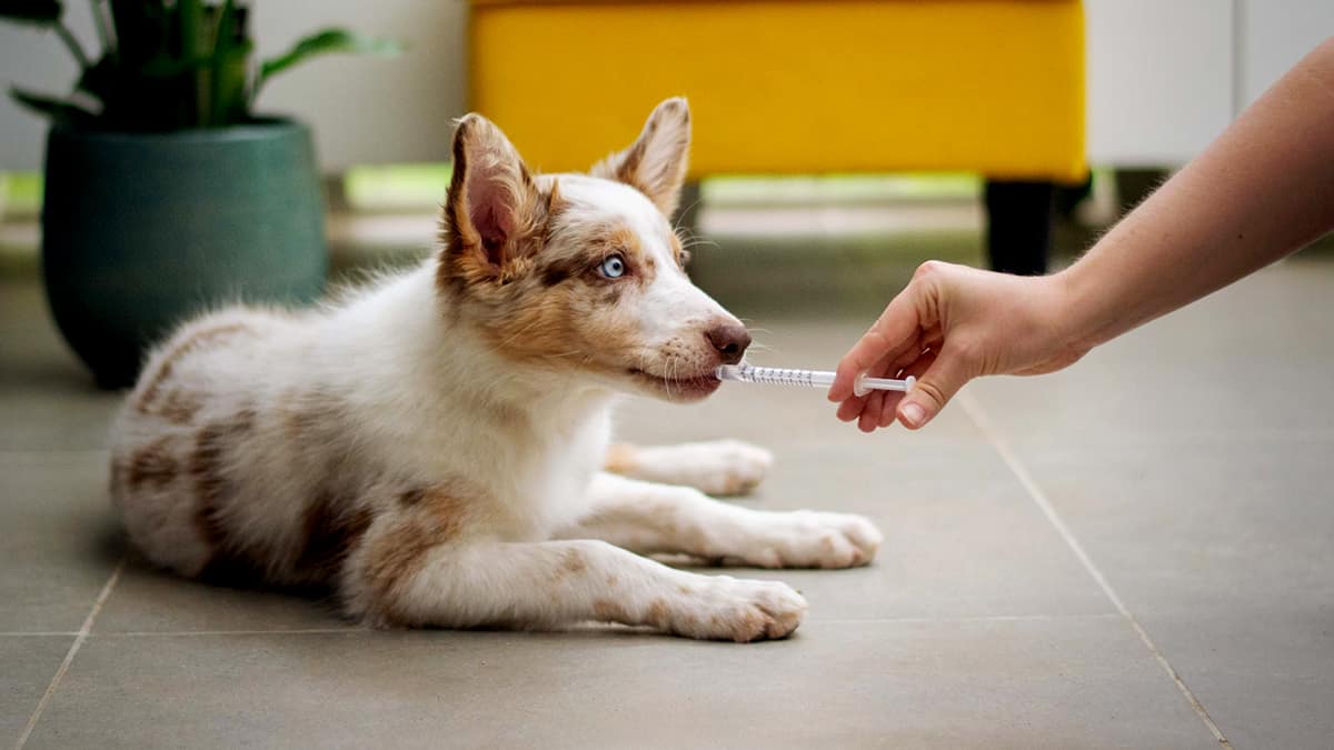 Special Features Is It Safe To Buy Cheaper Pet Meds Online From A Pet 