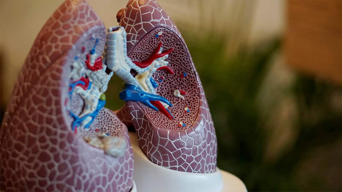 Model of lungs